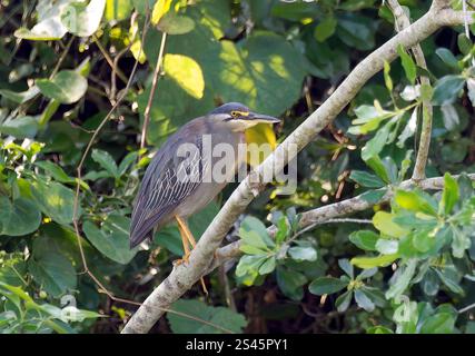 Aironi striati, aironi di mangrovia, Mangrovereiher, Héron strié, Butorides striata atricapilla, mangrovegém, Canale di Kazinga, Uganda, Africa orientale Foto Stock