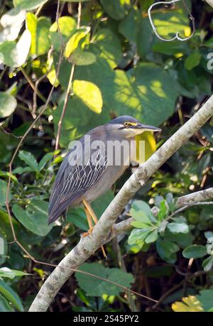 Aironi striati, aironi di mangrovia, Mangrovereiher, Héron strié, Butorides striata atricapilla, mangrovegém, Canale di Kazinga, Uganda, Africa orientale Foto Stock