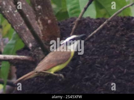 Chachalaca del Brasile orientale (Ortalis araucuan) Foto Stock