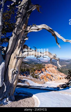 Fotografia di Western Bristlecone Pine (Pinus longaeva) vicino a Spectra Point, Cedar Breaks National Monument, vicino a Brian Head, Utah, Stati Uniti, su un bellissimo Foto Stock