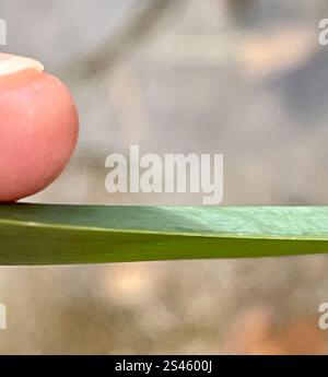 Bulrush americano a tre quadrati (Schoenoplectus americanus) Foto Stock