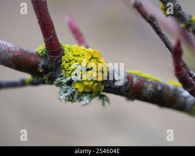 Sunburst Lichen con cuscinetto a spillo (Polycauliona polycarpa) Foto Stock