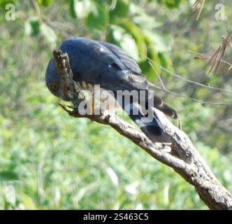 Cuculo-falco dell'Africa meridionale (Aviceda cucuculoides verreauxii) Foto Stock