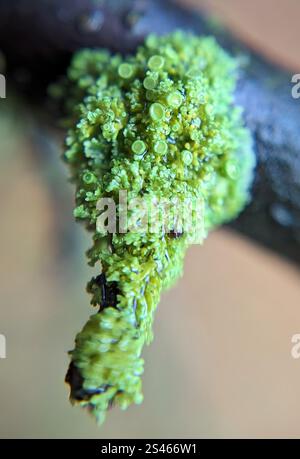 Sunburst Lichen con cuscinetto a spillo (Polycauliona polycarpa) Foto Stock