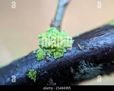Sunburst Lichen con cuscinetto a spillo (Polycauliona polycarpa) Foto Stock