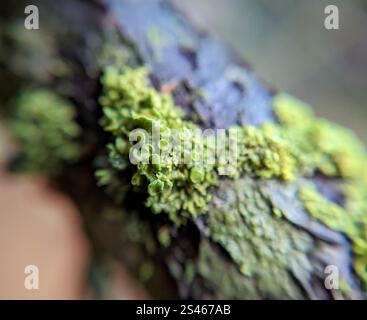 Sunburst Lichen con cuscinetto a spillo (Polycauliona polycarpa) Foto Stock