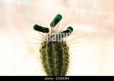 Pillole verdi in capsule su un cactus pungente sulla finestra, medicina e medicina Foto Stock