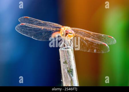 Dragonfly su un bellissimo sfondo Foto Stock