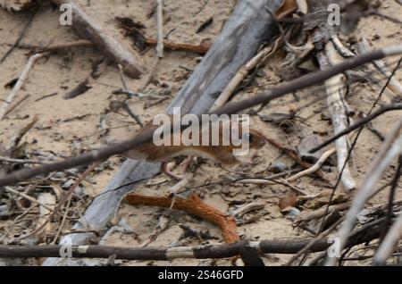 Bushveld Gerbil (Gerbilliscus leucogaster) Foto Stock