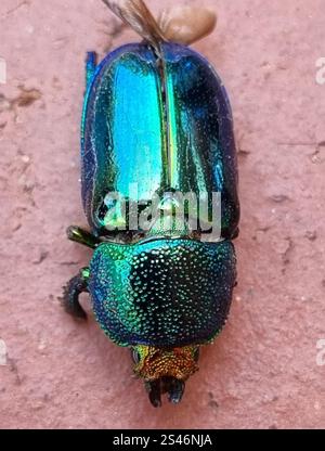 Scarabeo al cervo d'oro (Lamprima aurata) Foto Stock