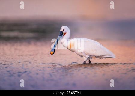 Beccuccio eurasiatico (Platalea leucorodia), adulto in acqua alla ricerca di cibo e sosta per scattare foto, scattato nel Delta del Danubio in Romania Foto Stock
