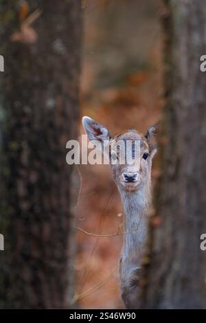 Cervo europeo (Dama dama), femmina adulta durante l'autunno di novembre in Romania, Hateg un luogo di molte meraviglie Foto Stock
