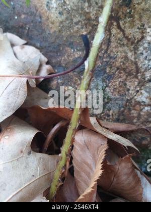 Felce da legno marginale (Dryopteris marginalis) Foto Stock