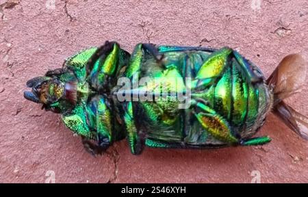 Scarabeo al cervo d'oro (Lamprima aurata) Foto Stock