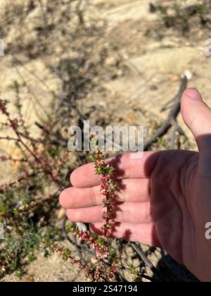 Cardo Russo meridionale (Salsola australis) Foto Stock