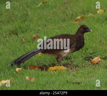 Chachalaca del Brasile orientale (Ortalis araucuan) Foto Stock