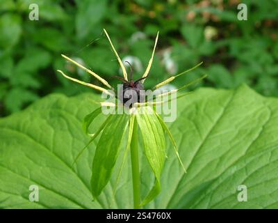 Primo piano di un fiore di Herb Paris, la "Paris quadrifolia" che cresce in un bosco umido e calcareo nel Wiltshire. Foto Stock