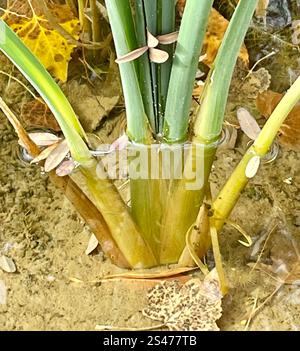 Bulrush americano a tre quadrati (Schoenoplectus americanus) Foto Stock