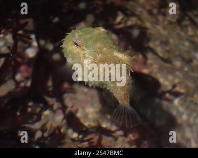 Pacific Spiny Lumpsucker (Eumicrotremus orbis) Foto Stock