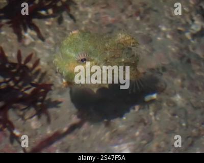 Pacific Spiny Lumpsucker (Eumicrotremus orbis) Foto Stock