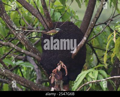 Chachalaca del Brasile orientale (Ortalis araucuan) Foto Stock