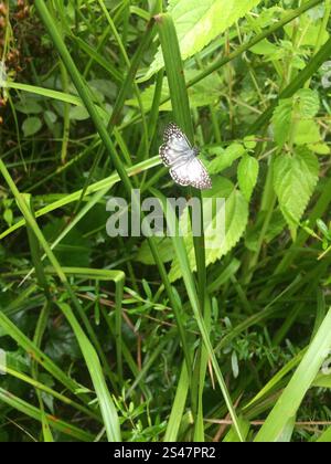 Skipper tropicale (Burnsius oileus) Foto Stock