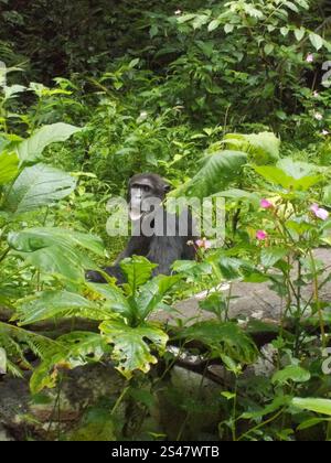 Chimpanzee orientale (Pan troglodytes schweinfurthii) Foto Stock
