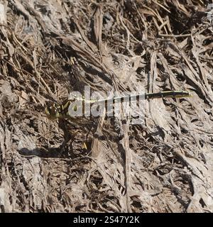 Cacciatore a strisce gialle (Austrogomphus guerini) Foto Stock