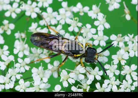 Nobili vespe-sawfly (vespa Tenthredo) Foto Stock
