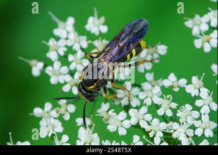 Nobili vespe-sawfly (vespa Tenthredo) Foto Stock