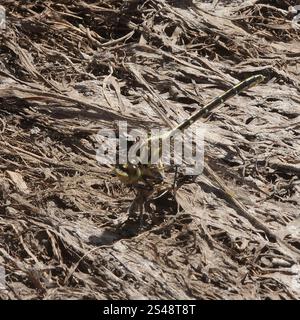 Cacciatore a strisce gialle (Austrogomphus guerini) Foto Stock