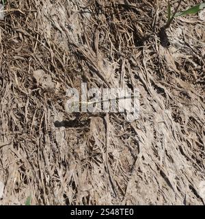 Cacciatore a strisce gialle (Austrogomphus guerini) Foto Stock