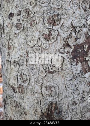 Fungo canker della corteccia di faggio (Neonectria faginata) Foto Stock
