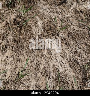 Cacciatore a strisce gialle (Austrogomphus guerini) Foto Stock