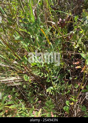 American Royal Fern (Osmunda spectabilis) Foto Stock