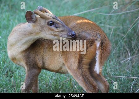 Muntjac Animal di Reeves Muntiacus reevesi Foto Stock