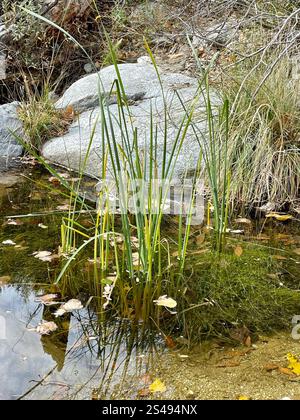 Bulrush americano a tre quadrati (Schoenoplectus americanus) Foto Stock