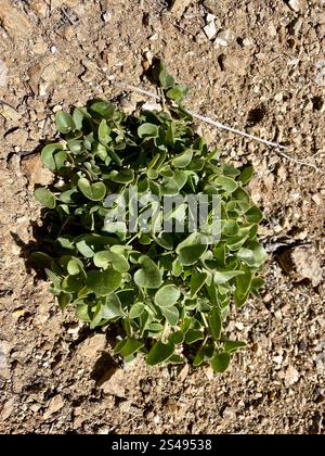 Boccola a braccio oscillante (Mirabilis laevis) Foto Stock