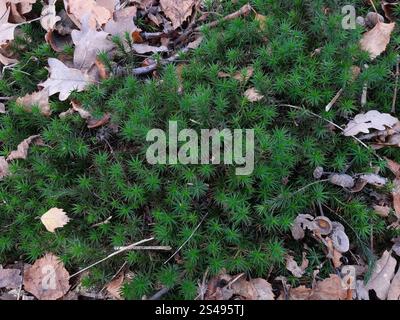 Cappellino da banco Moss (Polytrichum formosum) Foto Stock