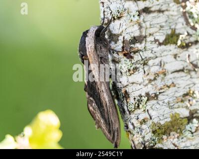 Falena del falco Privet, Sfinge ligustri, Vercors Foto Stock