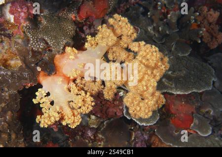 Primo piano di coralli colorati, tra cui coralli gialli (Dendronephthya), sul fondo del mare, sito di immersione Toyapakeh, Nusa Ceningan, Nusa Penida, Bali, Indo Foto Stock