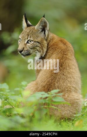 Una giovane lince siede nella foresta verde con una postura attenta e guarda di lato, lince eurasiatica (lince lince), Assia Foto Stock