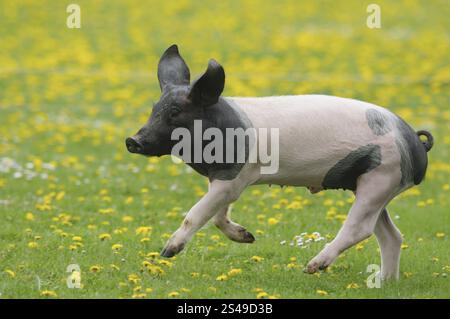 Un maiale bianco e nero attraversa un prato con fiori gialli e erba verde, Schwaebisch-Haellisches Landschwein, Baden-Wuerttemberg Foto Stock