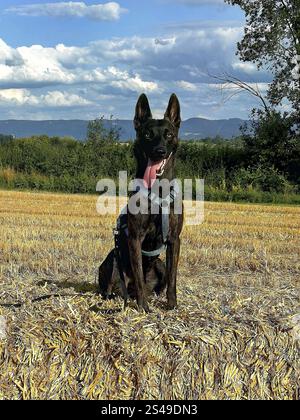 Un potente cane della polizia, un pastore di Malinois, sta all'attenzione. Il cane ha circa due anni, con una struttura ben addestrata e atletica. Il suo cappotto è Shor Foto Stock