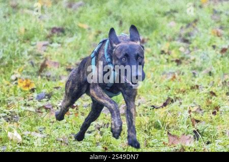 Un potente cane della polizia, un pastore di Malinois, sta all'attenzione. Il cane ha circa due anni, con una struttura ben addestrata e atletica. Il suo cappotto è Shor Foto Stock