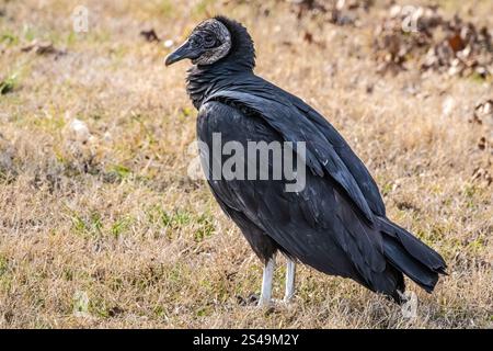 Avvoltoio nero americano (Coragyps atratus) vicino al fiume Grand (Neosho) a Fort Gibson, Oklahoma. (USA) Foto Stock