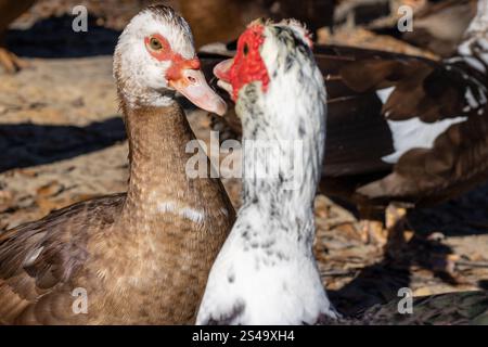Due anatre moscovite si incontrano da vicino, mostrando il loro piumaggio colorato e le caratteristiche uniche del viso. Foto Stock