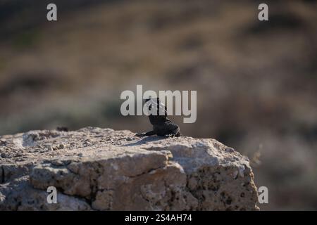 La lucertola AGAMA o la lucertola hardun (Stellagama stellio o Laudakia stellio stellion o Lacerta stellio) si siede su una roccia e si crogiola sotto il sole Foto Stock