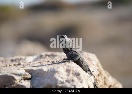 La lucertola AGAMA o la lucertola hardun (Stellagama stellio o Laudakia stellio stellion o Lacerta stellio) si siede su una roccia e si crogiola sotto il sole Foto Stock