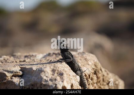 La lucertola AGAMA o la lucertola hardun (Stellagama stellio o Laudakia stellio stellion o Lacerta stellio) si siede su una roccia e si crogiola sotto il sole Foto Stock